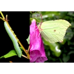 Brimstone rhamni 10 larvae